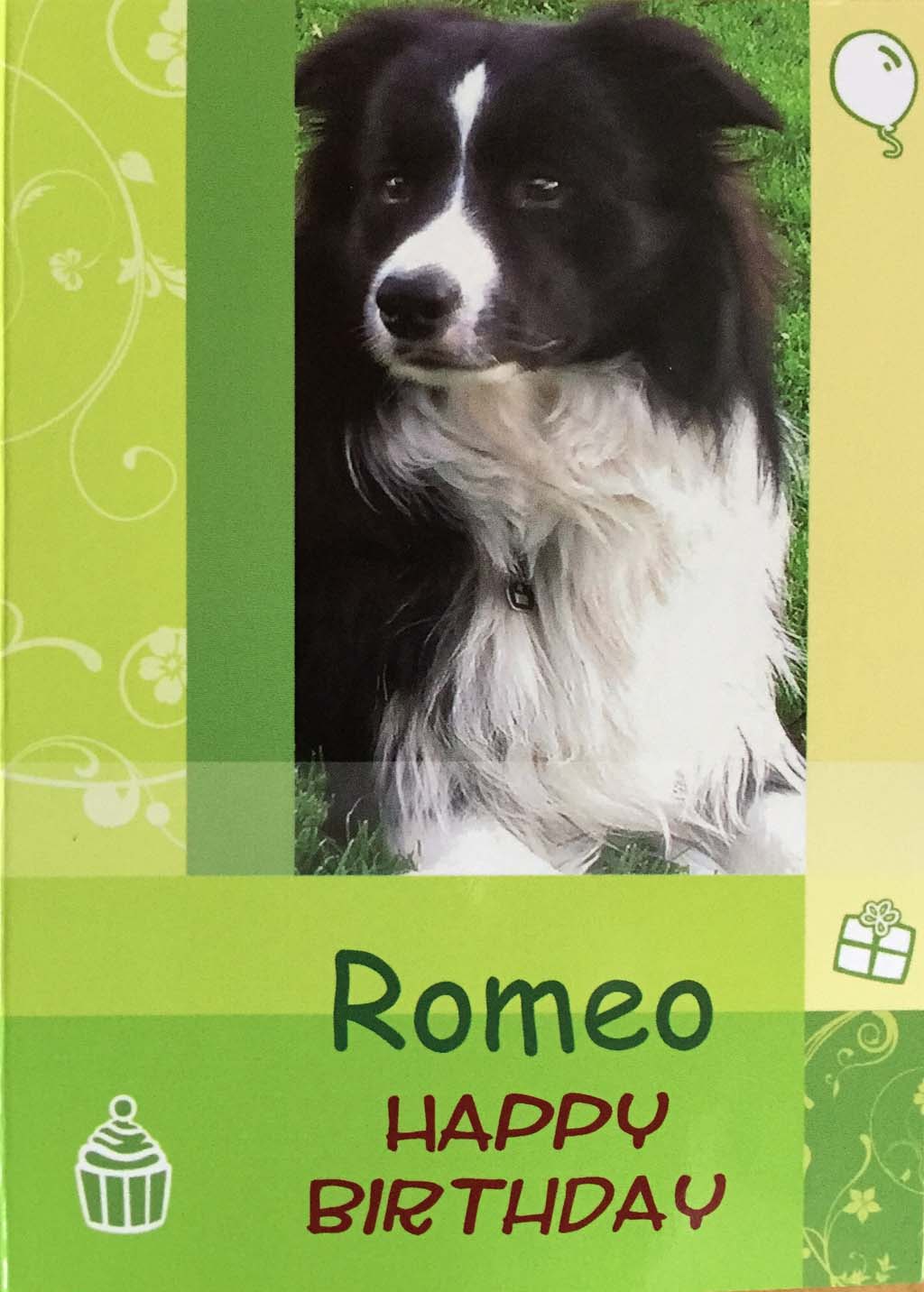 2015 05 20 Romeo 1 Geburtstag