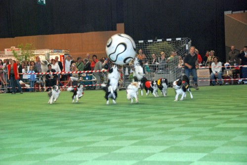 2008 05 17 animalia St. Gallen Romeo beim Hundefussball