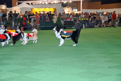 2008 05 17 animalia St. Gallen Romeo beim Hundefussball