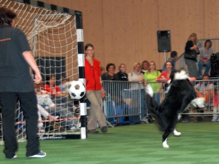 22008 05 17 animalia St. Gallen Romeo beim Hundefussball