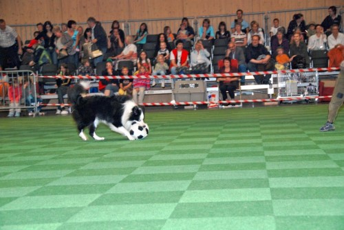 2008 05 17 animalia St. Gallen Romeo beim Hundefussball