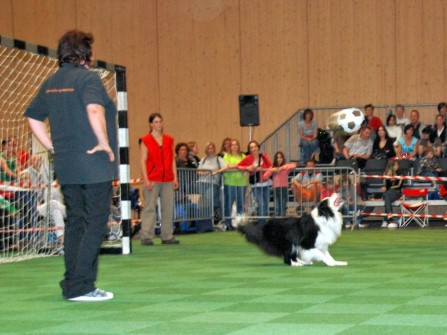 2008 05 17 animalia St. Gallen Romeo beim Hundefussball