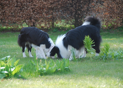 Shiva und Ryan am 26.04.2009 in Dänemark