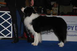 Romeo 28.+ 29.11.2009 in Budapest auf der Internationalen Ausstellung