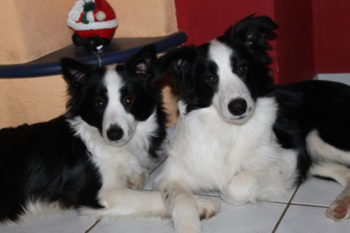 29.12.2009 Lara und Arusha 29.12.2009 Lara und Arusha