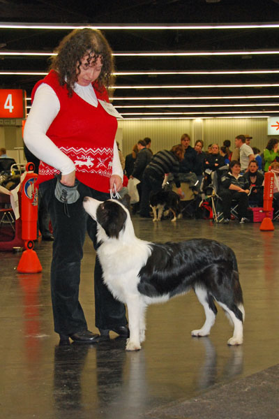 Amigo mit Maritta auf der CACIB in Nürnberg