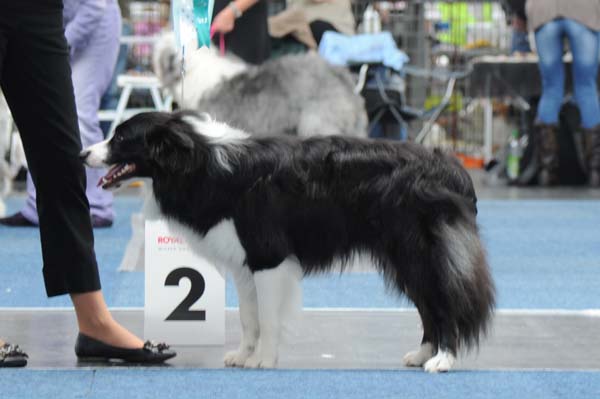 23.07.2011 CACIB Augsburg