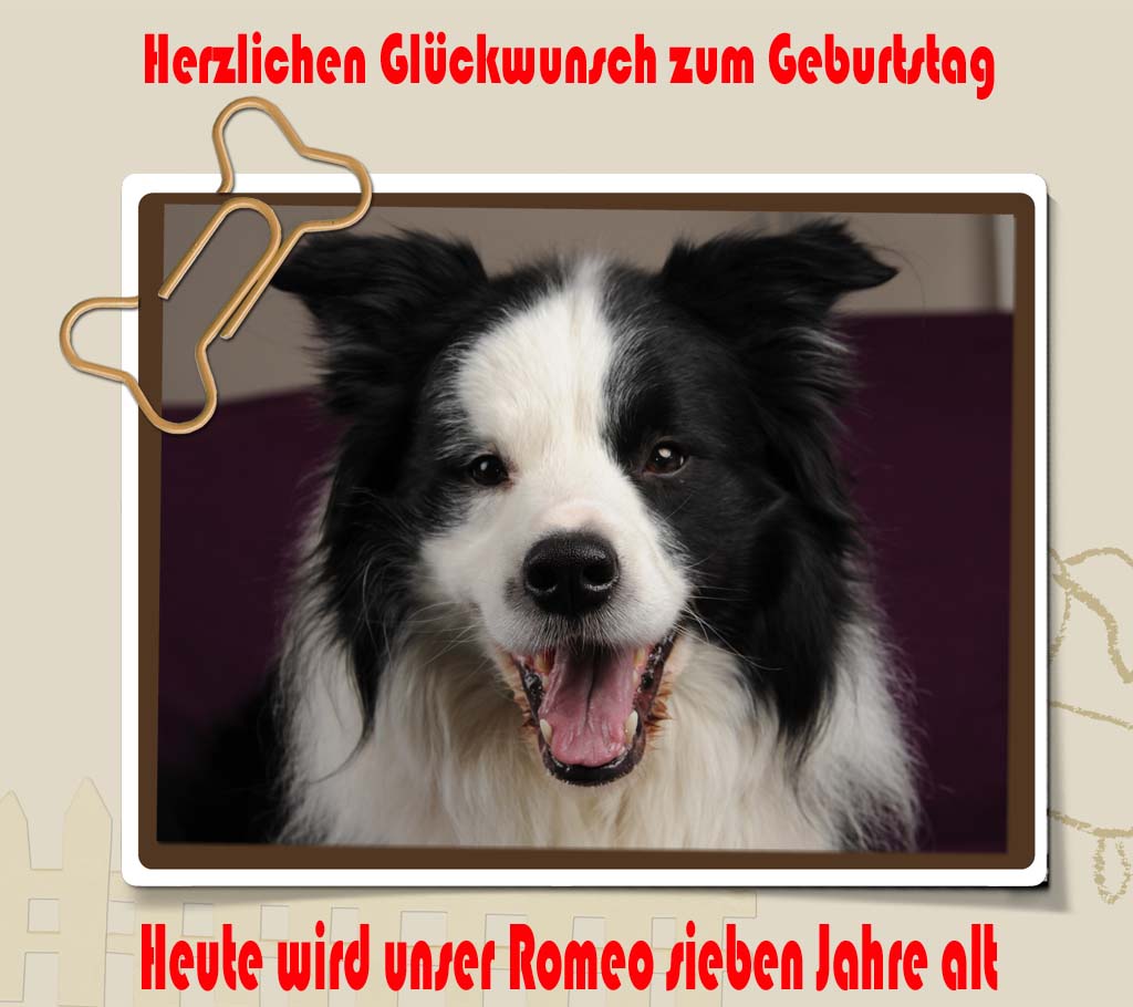27.02.2013 Romeo wird 7 Jahre alt 27.02.2013 Romeo wird 7 Jahre alt