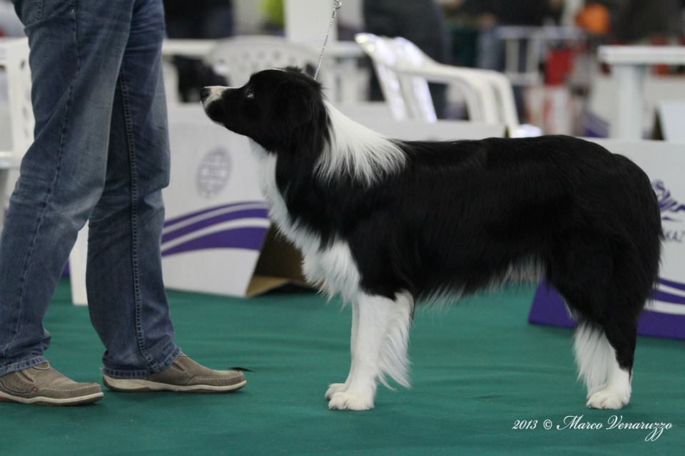 2013 11 30 CACIB Celje 02