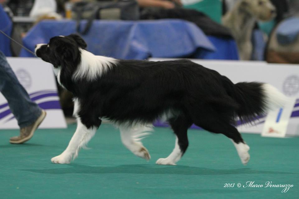 2013 11 30 CACIB Celje 08