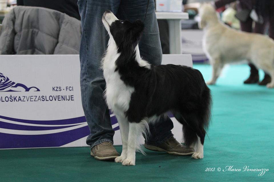 2013 11 30 CACIB Celje 10