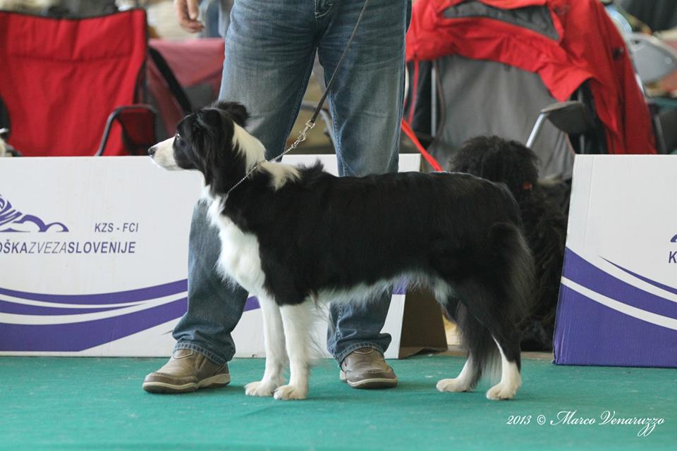2013 12 01 CACIB Celje 08