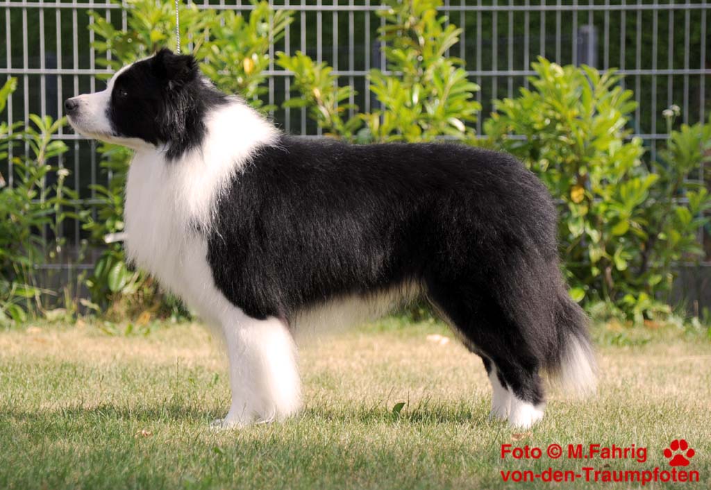 Romeo auf der CAC Dachau am 28.06.2014