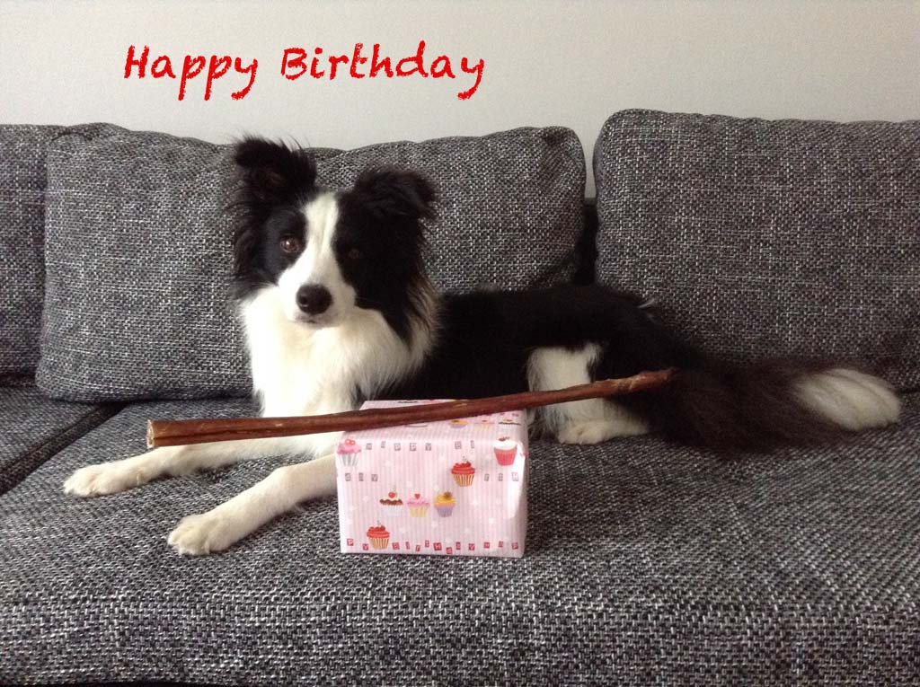 22.10.2014 D-Wurf 3. Geburtstag
