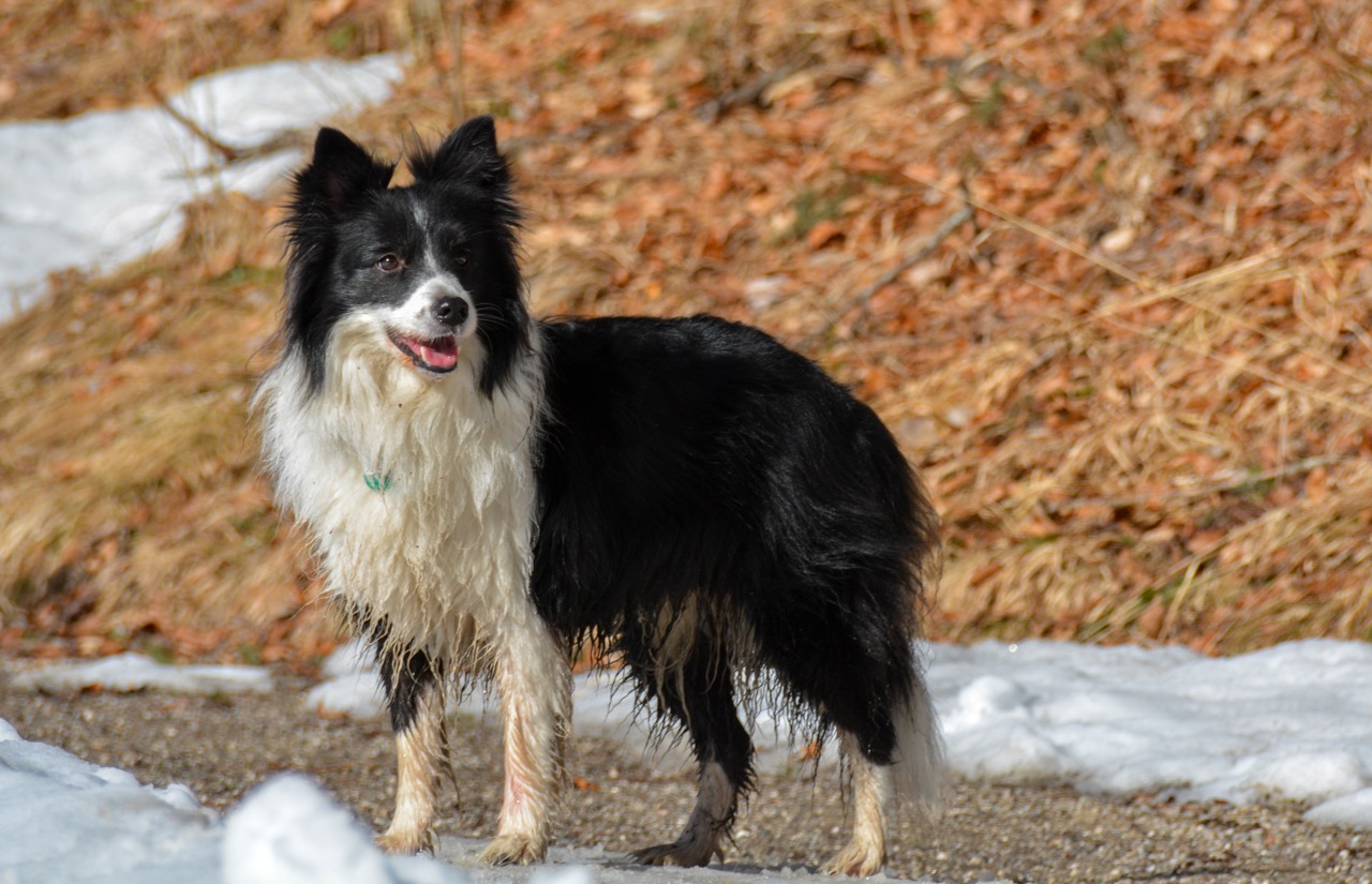 2015 03 07 Spaziergang Ettal DSC 2256