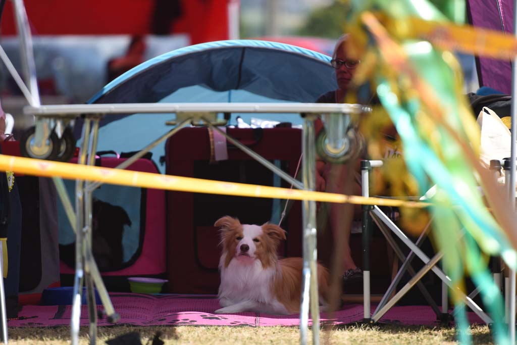 2015 07 26 CAC Hirschaid DSC 2672