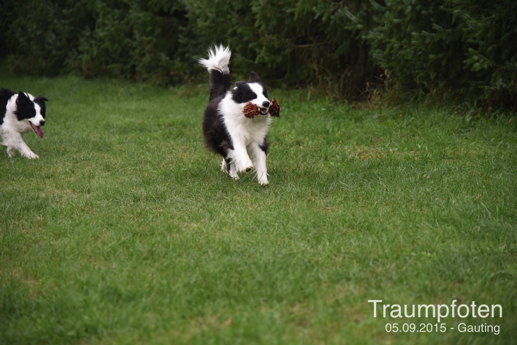 2015 09 05 Traumpfotentreffen bei Kerstin in Gauting DSC 2799