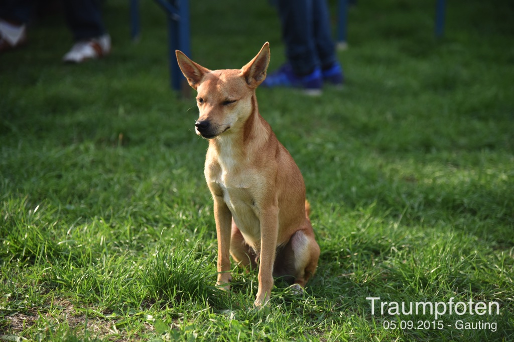 2015 09 05 Traumpfotentreffen bei Kerstin in Gauting DSC 2870