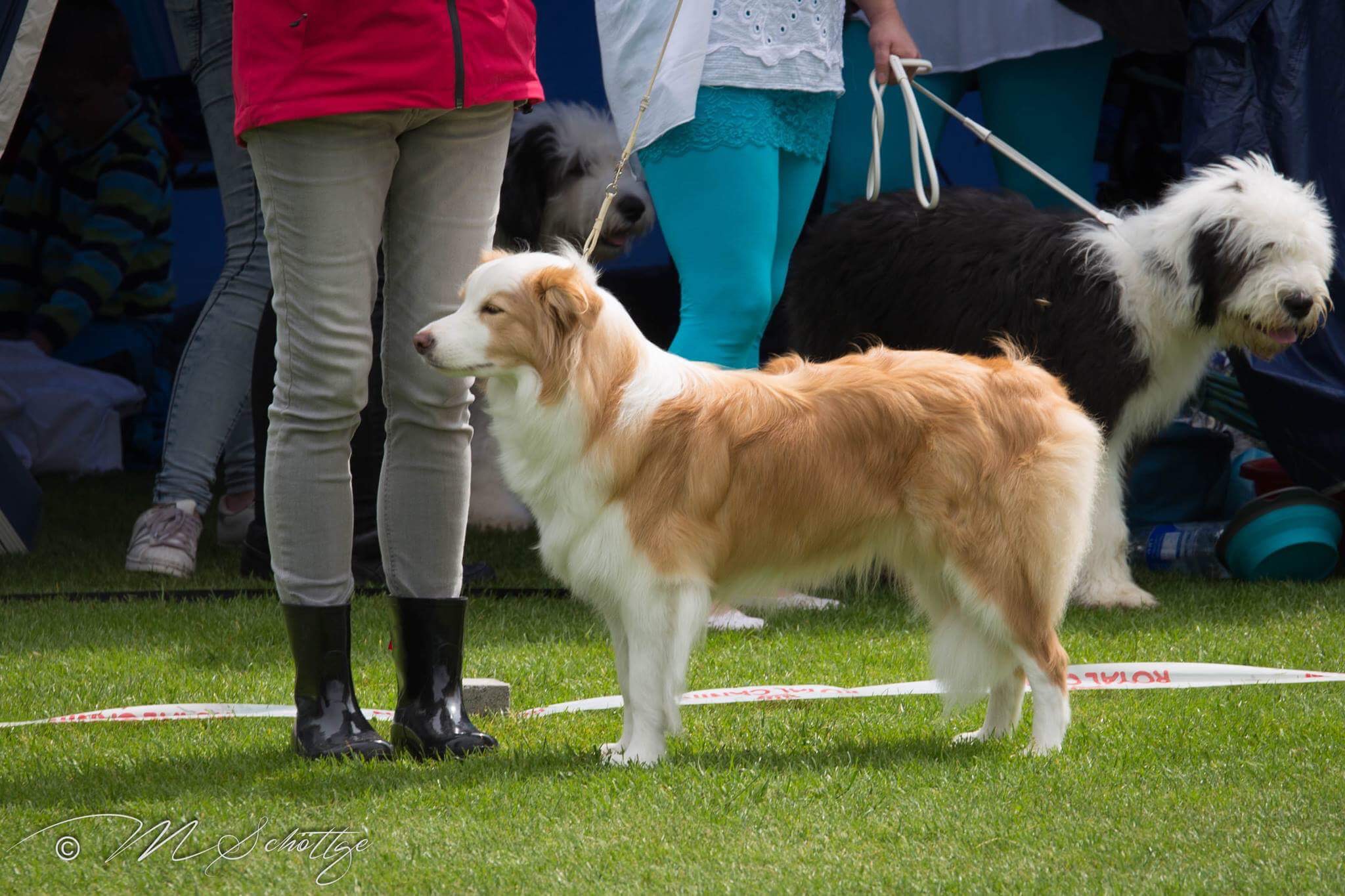 2017 06 04 CAC Magdeburg Chili IMG 2084