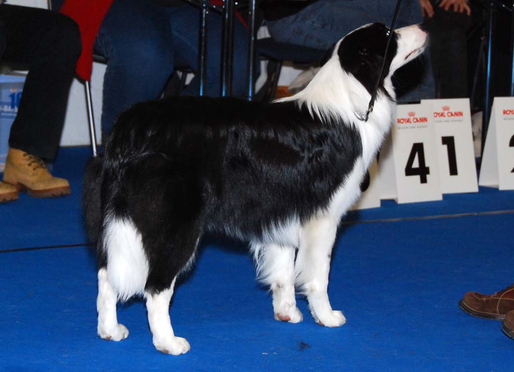 Arusha mit 8 Monaten auf der CACIB in München im März 2010