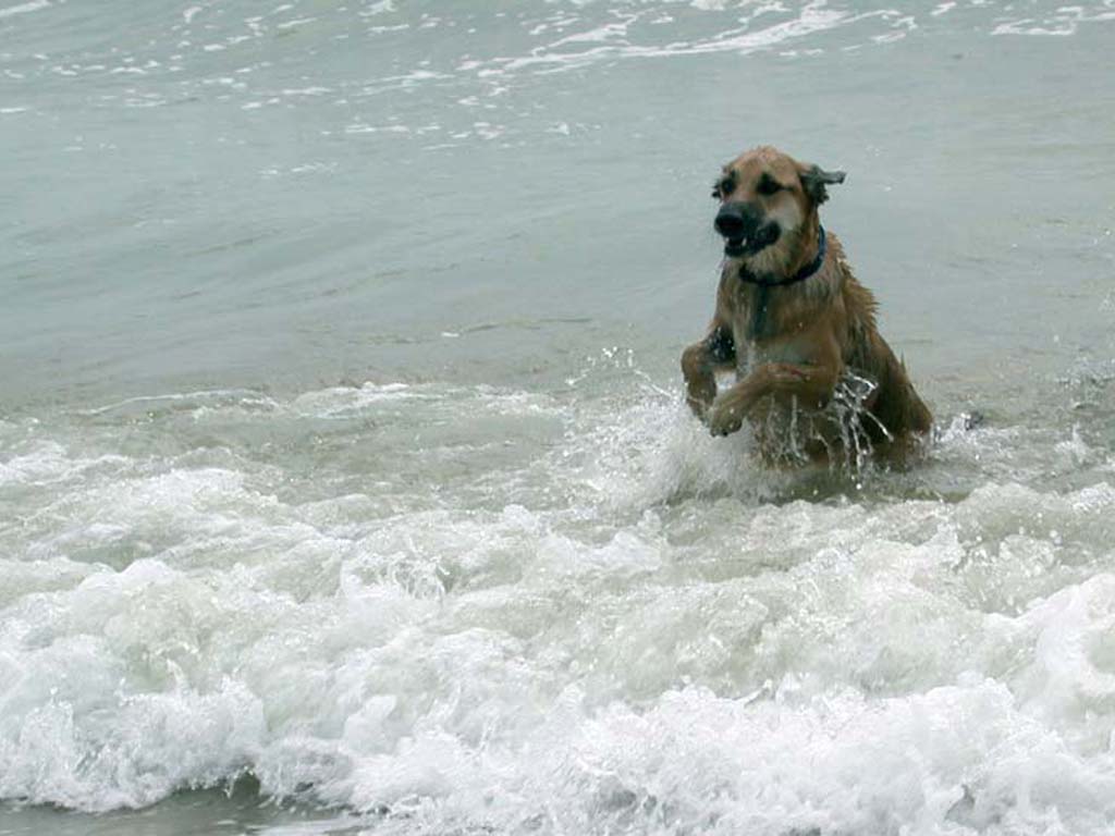 08.2004 Kimba mit 3,5 Jahren beim Badeurlaub