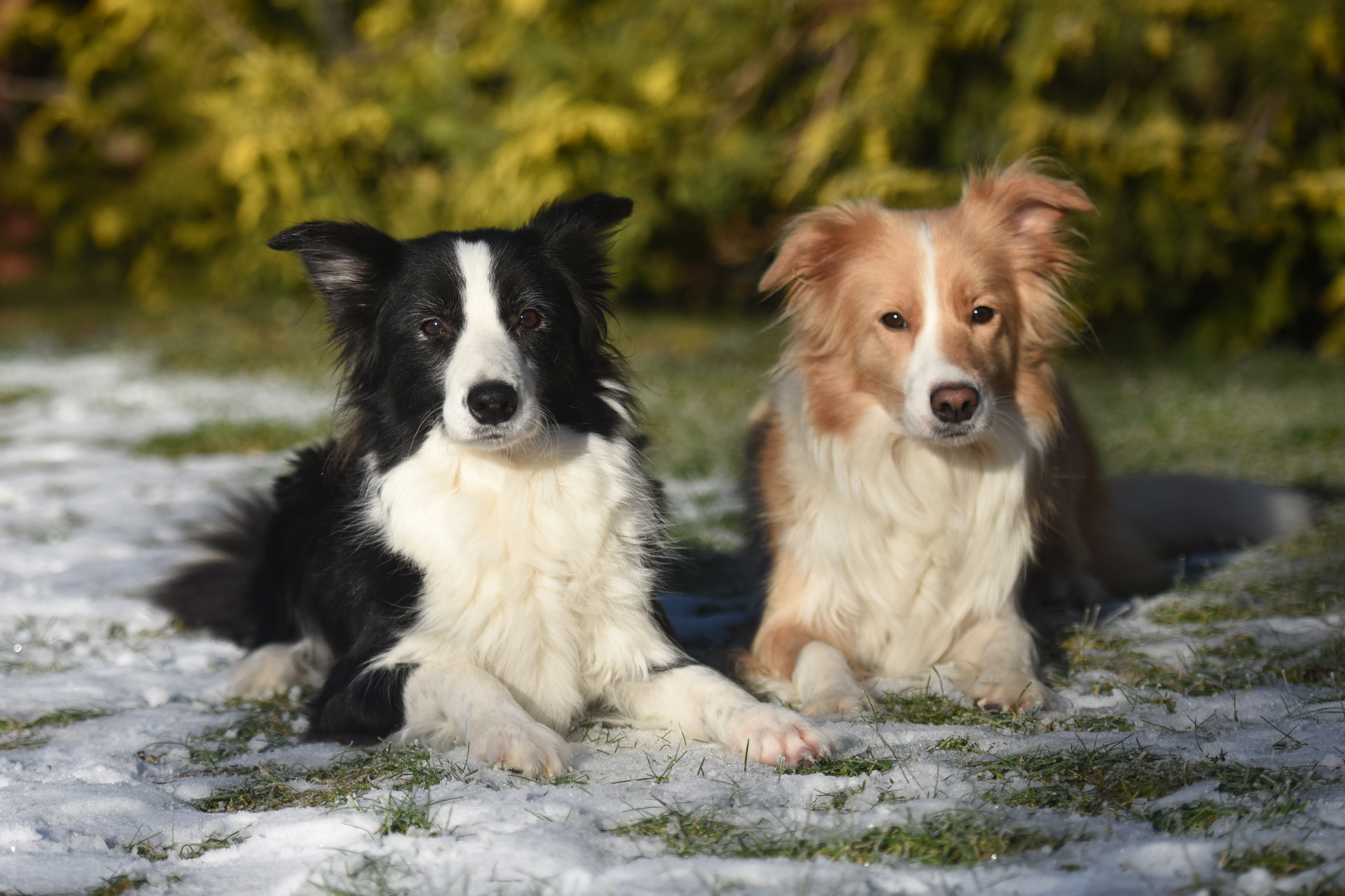 2024 12 31 Seven und Masha DSC 6940 b