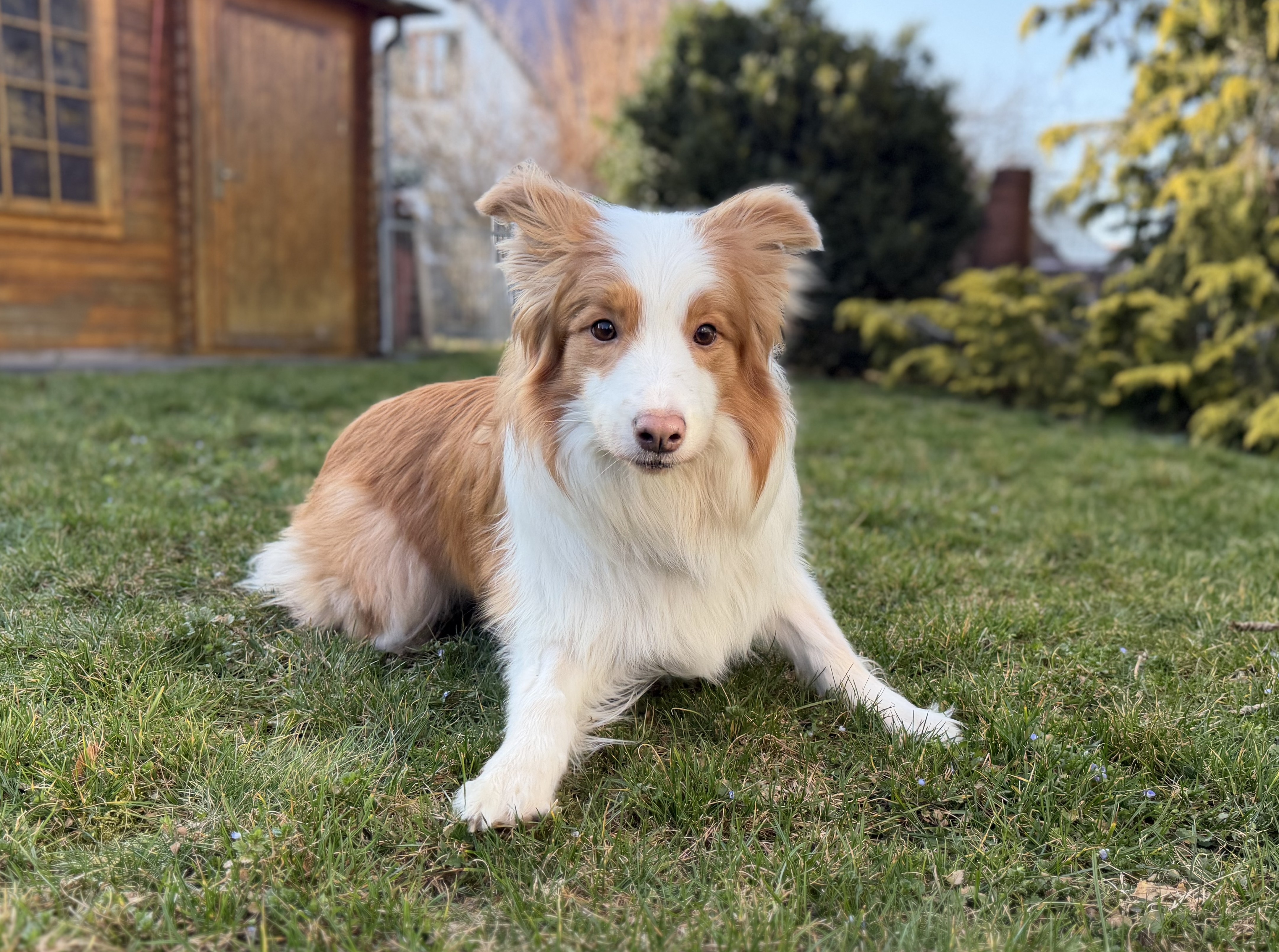 2026 03 07 Willow IMG 7394 b