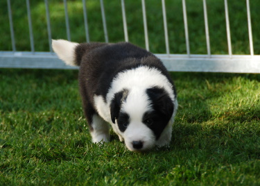 2009_07_20_huendin_2_24_tage.jpg