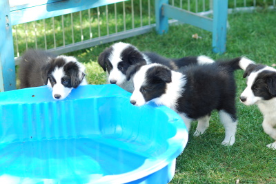 18.08.2009 A-Wurf mit 7 Wochen