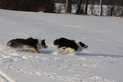 31.01.2010 Merlin tobt im Schnee