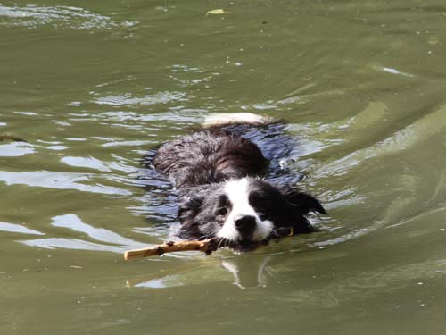 Merlin am 11.07.2010 beim Schwimmen im kühlen Naß