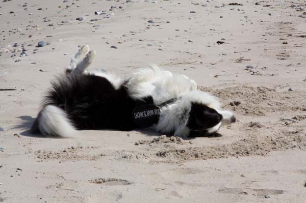 Merlin war als Geburtstagsgeschenk am Strand :-)