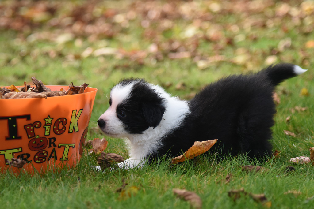 2023 10 29 B1 Wurf Huendin 1 Chili Black Velvet von den Traumpfoten DSC 4964