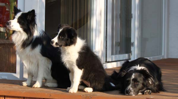 Dezember 2011 von Links - Lara Romy und Mika Dezember 2011 von Links - Lara Romy und Mika