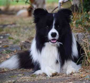 New Dreams Border Well Done Mio IMG 0242