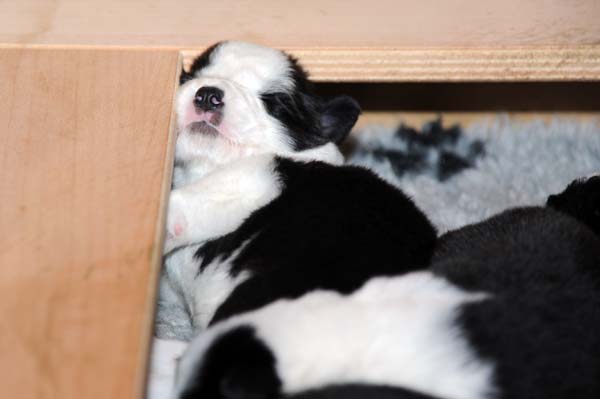 11.11.2011 Neue Bilder vom D-Wurf