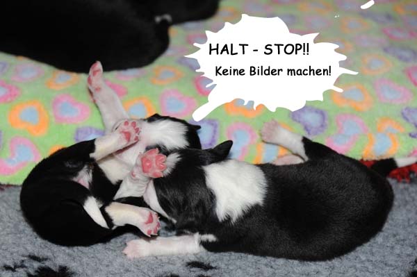 22.02.2012 E-Wurf Bilder - 2 Tage alt 22.02.2012 E-Wurf Bilder - 2 Tage alt