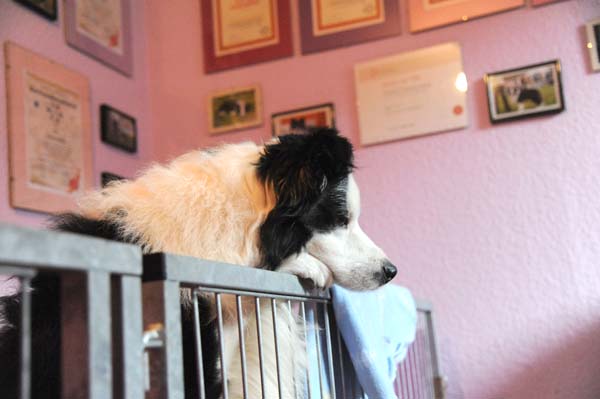 Romeo schaut beim Fotoshooting der Welpen zu.... Romeo schaut beim Fotoshooting der Welpen zu....