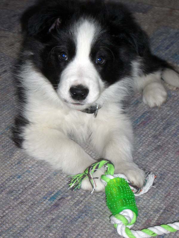 18.04.2012 Fido ist auch im neuen Zuhause angekommen :-)