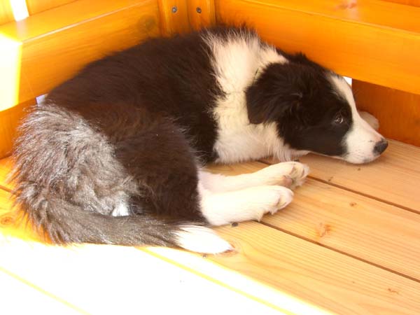 15.05.2012 Fido im Schatten..... 