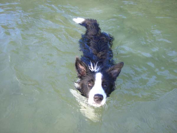 Fido mit 6 Monaten im Sommer 2012