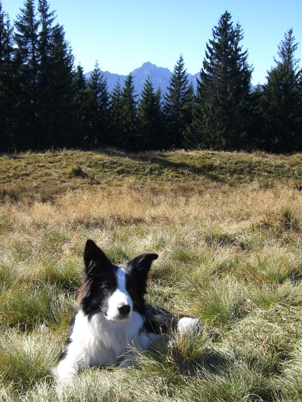 23.10.2012 Fidos erste Bergwanderung :-)