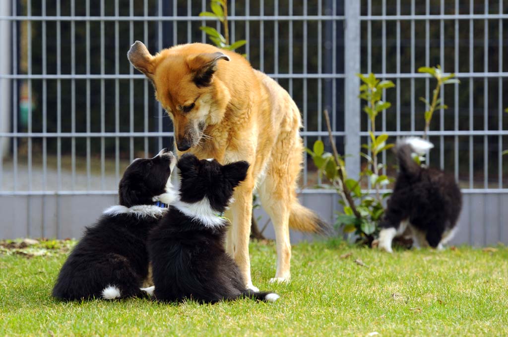 Kimba mit den Junggemüse aus dem F-Wurf Kimba mit den Junggemüse aus dem F-Wurf