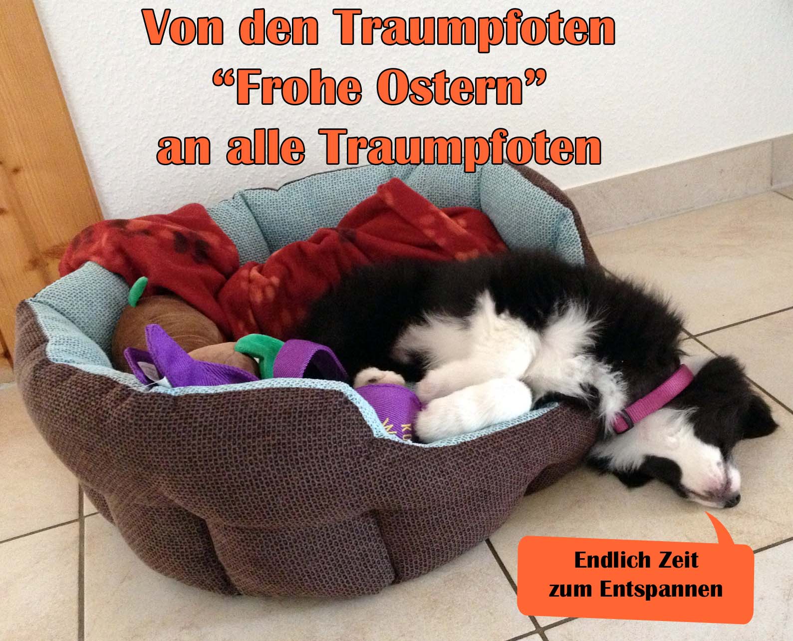 Die Traumpfoten wünschen Frohe Ostern