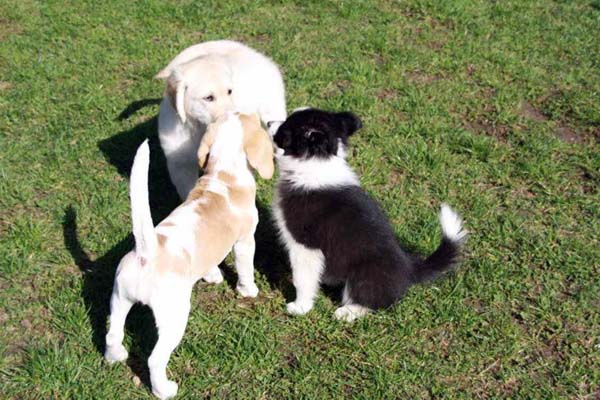 Nala in der Hundeschule