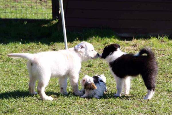 Nala in der Hundeschule