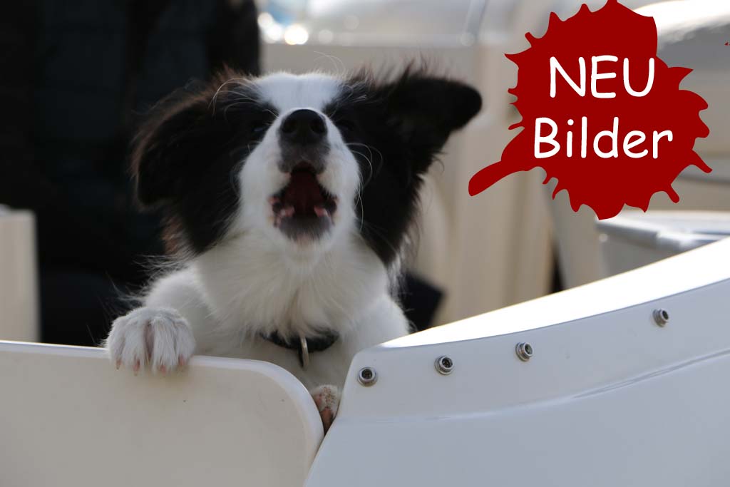 Neue Bilder ....