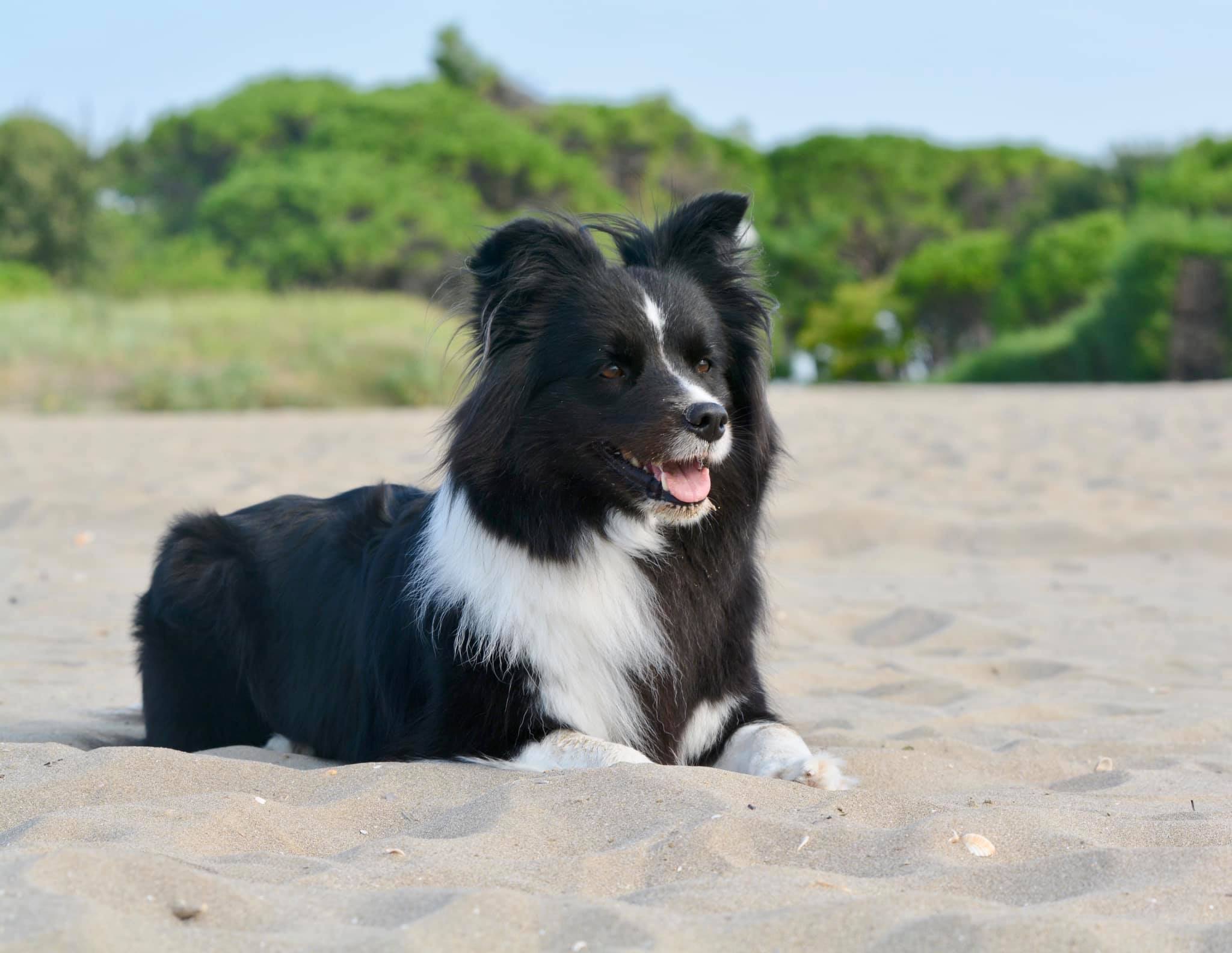 2019 08 31 Kaya in Cavallino IMG 3961