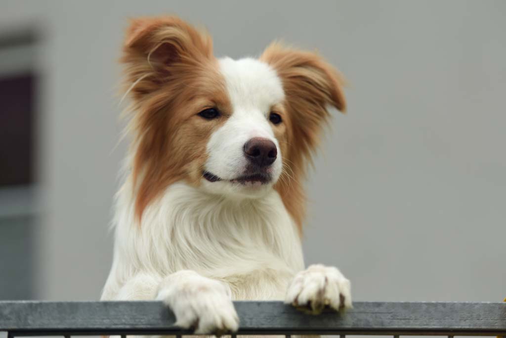2015 04 25 Chili DSC 1468
