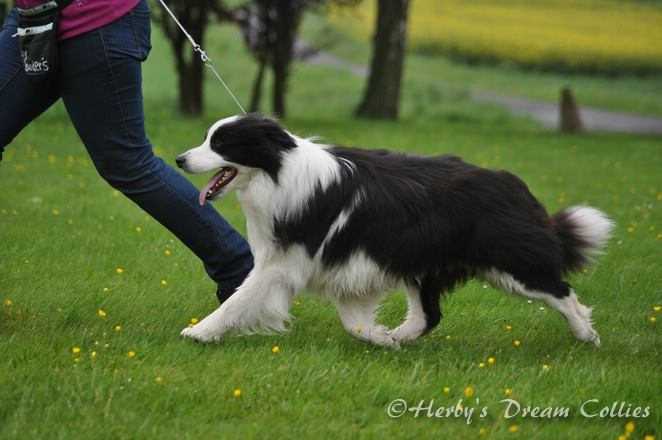 Connar - Borderdreams Black Velvet von der Boeler Heide